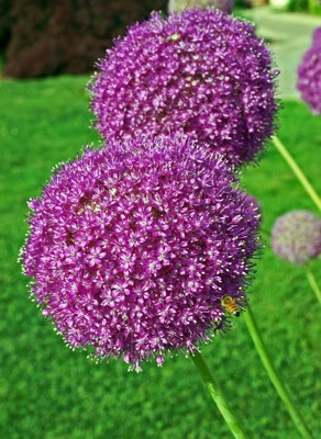 Allium Zebdanense